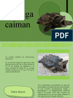 Tortuga Caiman