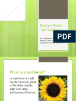 Science Project - The Sunflower by M.Ahmad Ayan Ali Mekael and Irtiza