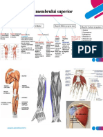 Muschii Membrului Superior .