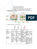 Informe Tincion de Gram 