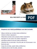 LP Patologie Rozătoare (Hamster, Veverite)