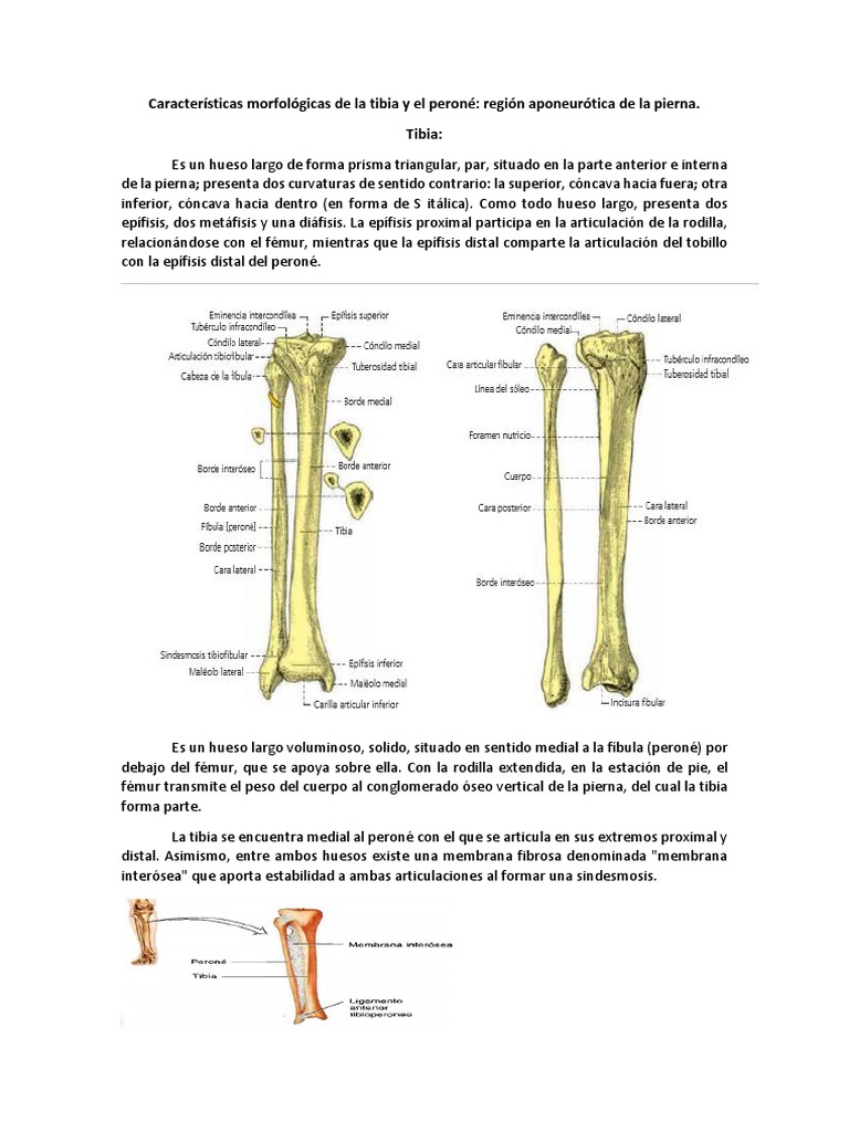 Características Morfológicas de La Tibia y El Peroné: Región ...