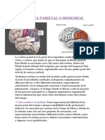 Corteza Parietal O Sensorial: - 9 Área Sensitiva Secundaria