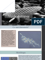 Diatomee