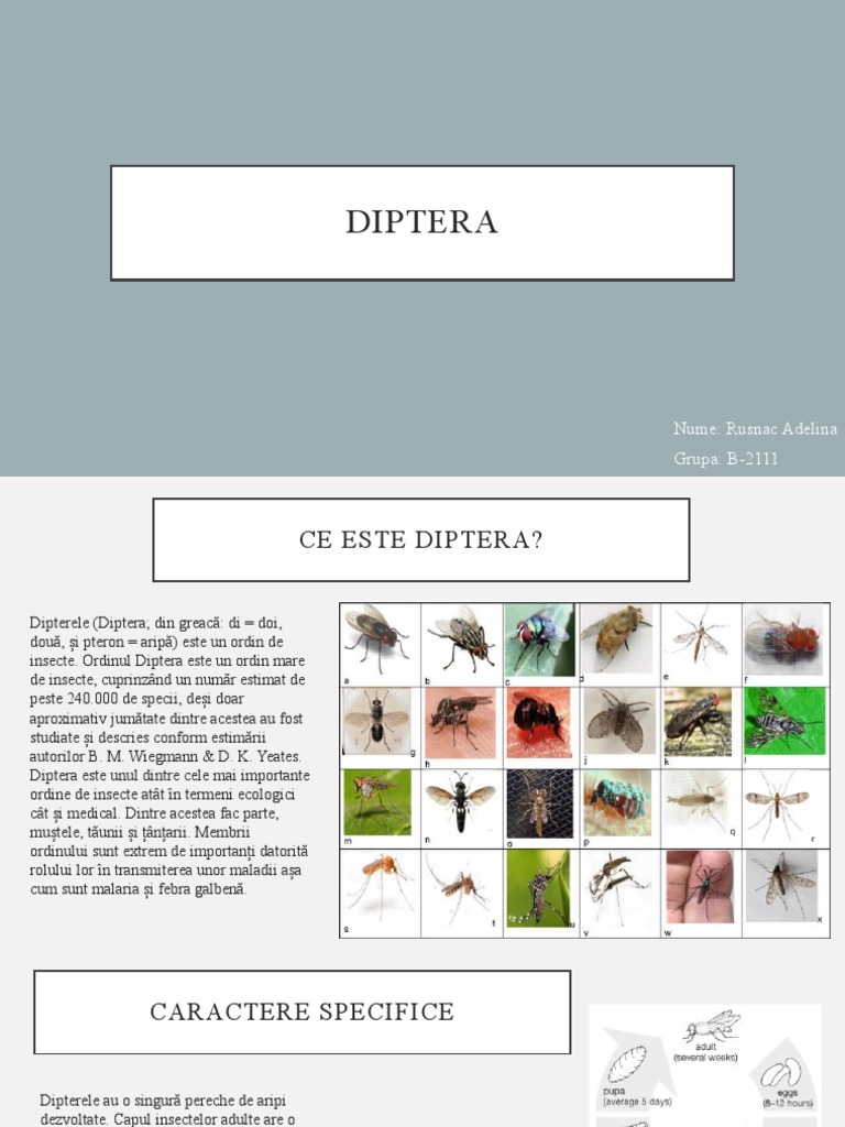 Diptera | PDF