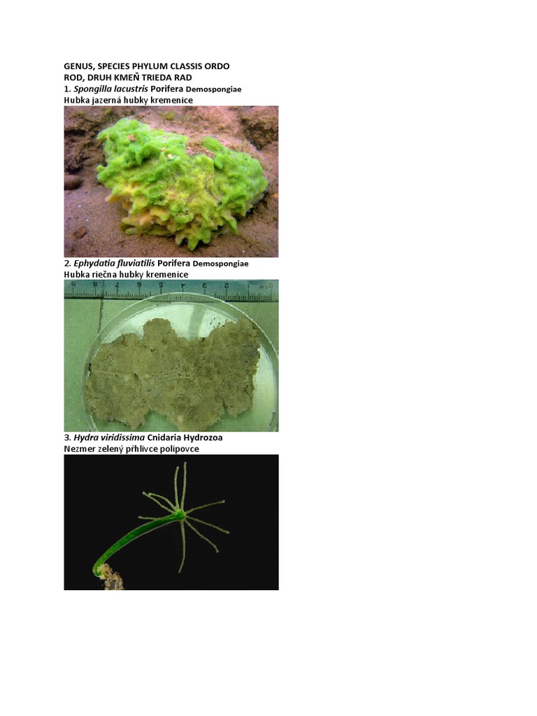 Spongilla Lacustris Porifera Hubka Jazerná Hubky Kremenice | PDF