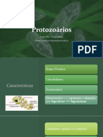 Reino Protista: Unicelulares eucariontes heterótrofos