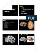 14-Encefalo Estrutural