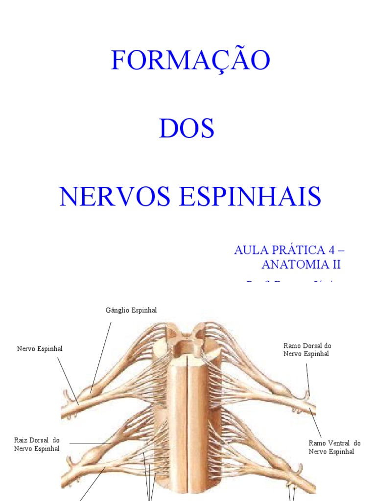 Formação Dos Nervos Espinhais PDF Nervo Sistema nervoso
