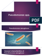 Gram-Negative Bacterium Pseudomonas aeruginosa