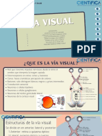 Vía Visual Fisiología