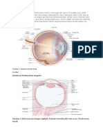 Anatomi Mata