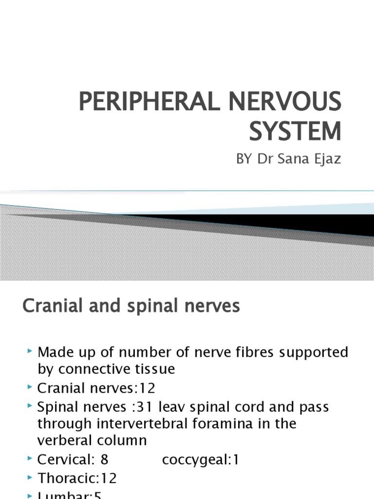Overview of the Peripheral Nervous System | PDF