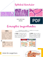 4 Tejido Epitelial Glandular