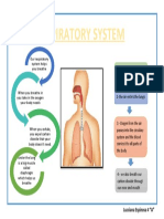 Our Respiratory System Helps You Breathe