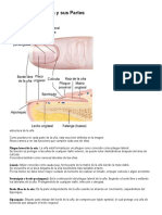 Anatomía de La Uña y Sus Partes