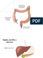 Sistema Digestivo