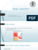 Cell Culturing Practice 2023