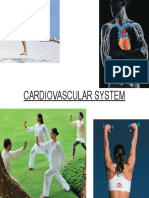 Cardiovascular System