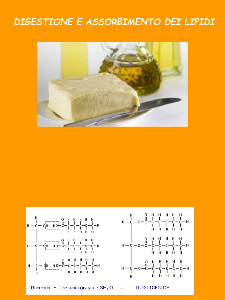 Digestione E Assorbimento Dei Lipidi | PDF