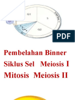 Siklus Sel N Mitosis