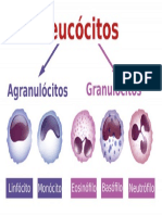 Leucograma Analisis de Leucocitos en Sangre