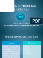 Organ Reproduksi Laki-Laki: Fakultas Kedokteran Univ. HKBP Nommensen