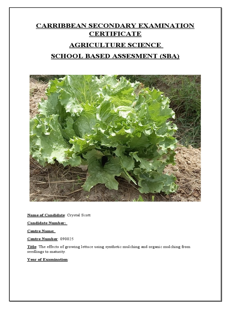 Lettuce Growth: Mulching Methods Comparison | PDF | Mulch | Agriculture