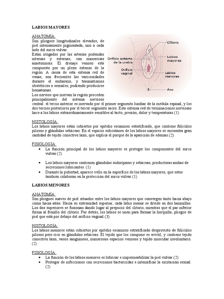 Anatomía y función de los labios mayores | PDF | Labios | Anatomía