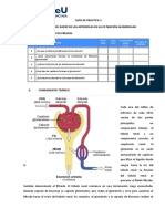 GUÍA DE PRACTICA 3 El Efecto Del Radio Arteriolar en La Filtración Glomerular