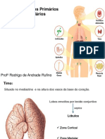 Órgãos linfóides primários e secundários