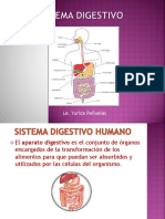 7. Sistema digestivo actualizado