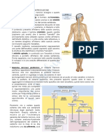 Lez.13-14 Anatomia Applicata PDF
