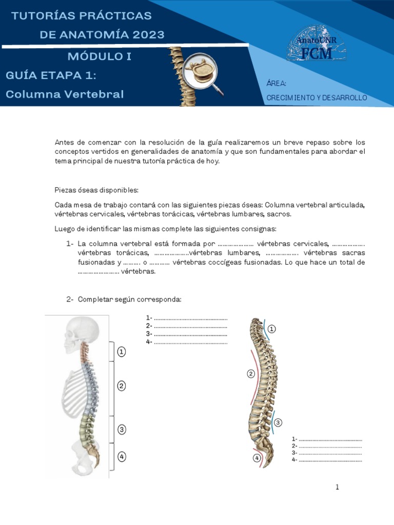 Generalidades de la Columna Vertebral | PDF | Vértebra | La columna ...