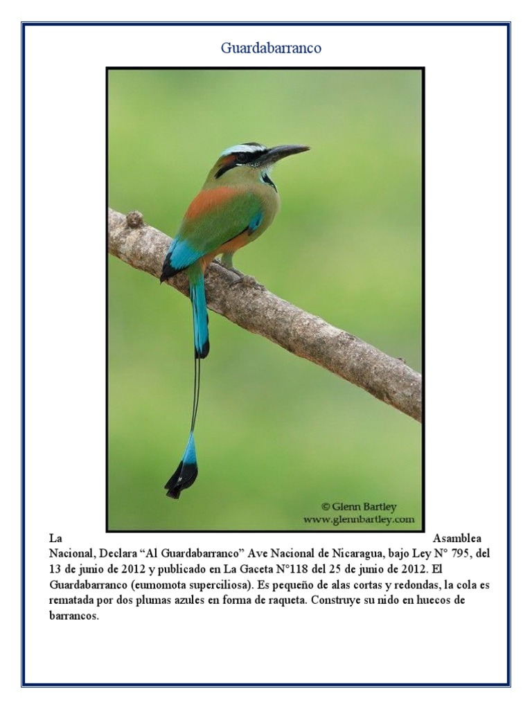 El Guardabarranco: Ave Nacional de Nicaragua | PDF | Nicaragua ...