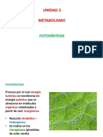 Fotosíntesis: proceso metabólico que transforma energía lumínica en química