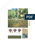 Guía de árboles y otras plantas nativas 5a parte
