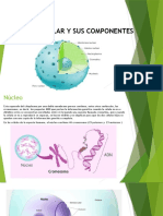 El Nucleo Celular Y Sus Componentes