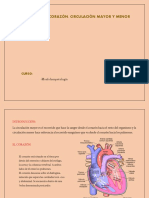 Anatomia Del Corazón