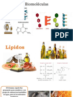 Lípidos: biomoléculas clave en la membrana celular