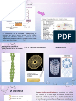 ppts citoesqueleto