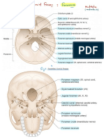 Cranial fossae foramens contents overview