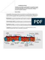 La Membrana Celular y La Osmosis