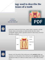 Terminology Used To Describe The Tissues of A Tooth: DR - Yad Raouf BDS, Efb, Mrcsed