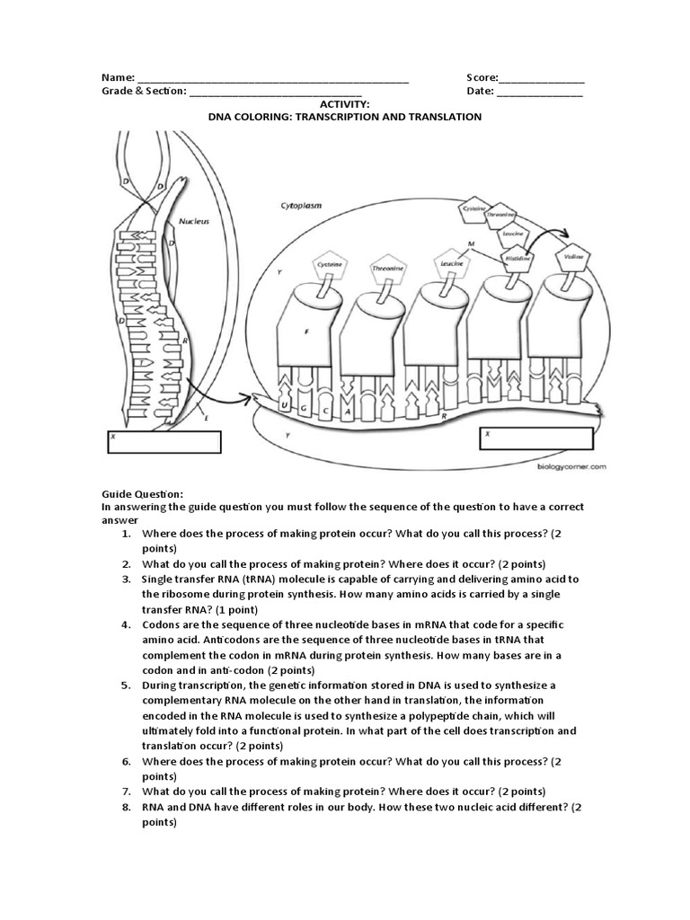 quarter3activitycoloringtranscriptiontranslation PDF