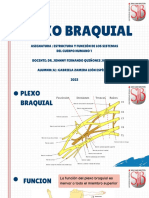 Plexo Braquial