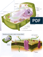 La Cellula Vegetale