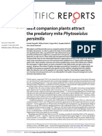 Mint Companion Plants Attract The Predatory Mite Phytoseiulus Persimilis