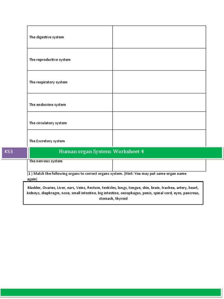 Human Organ Systems Worksheet KS3 | PDF | Human Body | Biology