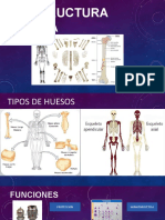 Estructura Osea